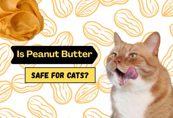 is peanut butter safe for cats