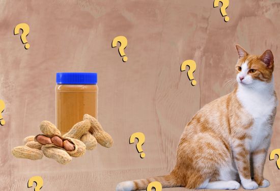 is peanut butter safe for cats