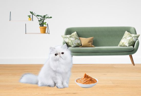 is peanut butter safe for cats